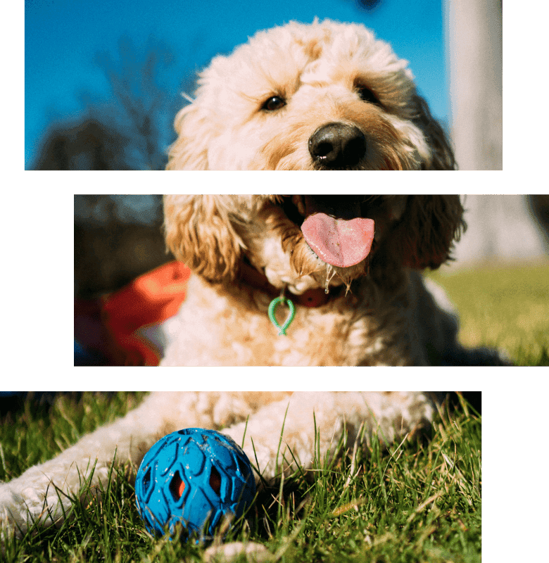 Building a gamified pet education app from concept to live product